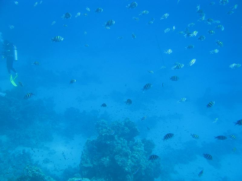 Sharm-el-Sheikh 174.jpg - Coral reef - Rifes de Coral - Korallenriff
Sharm-el-Sheikh Egypt - Egipto